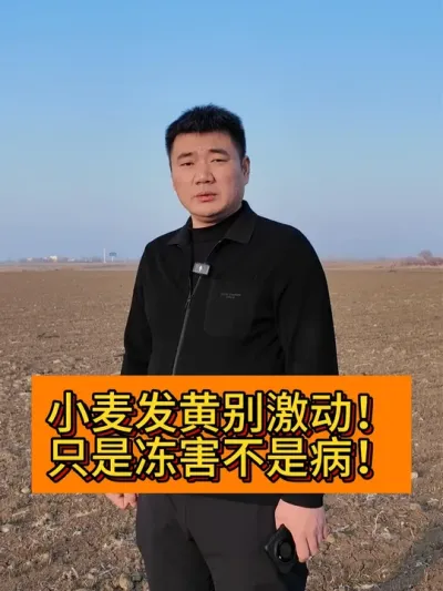 你能分清小麦冻害吗？ #新农人计划2025 #每日精选爆款 ##种植小技巧 #记录我的农村生活 #支持三农扶持三农发展