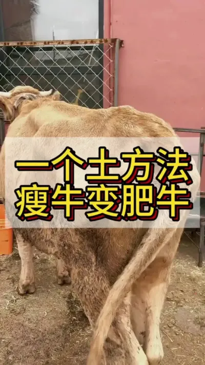 一个土方法瘦牛变肥牛#养牛 #养牛人 #养牛技术 #三农 #养殖