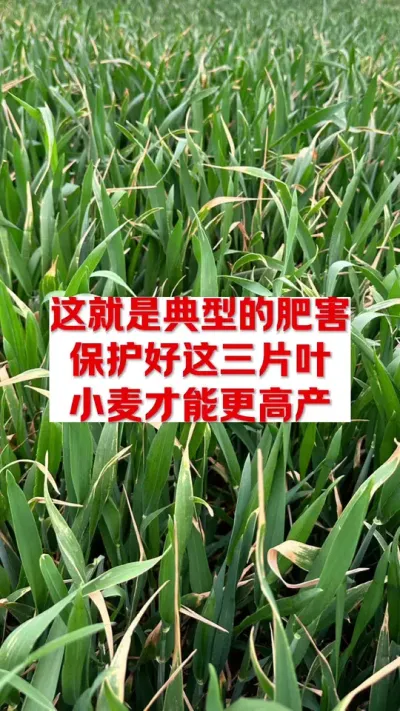 小麦典型的肥害，后期保护小麦倒三叶更高产 #农业种植 #分享农业知识帮农民增产增收 #农技知识分享 #抖音助农
