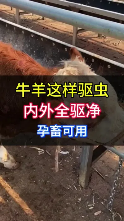 牛羊这样驱虫，体内体外全驱净孕畜可用#养牛人 #科学养牛 #农村养牛 #养牛 #牛驱虫