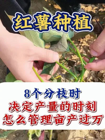 红薯长到8个分枝时，这样做亩产过万斤 #红薯种植 #红薯种植技术 #红薯高产  #红薯高产种植 #农业种植