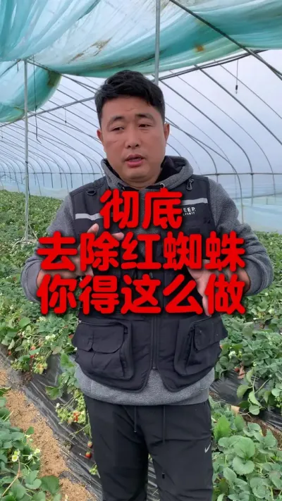 想要彻底去除红蜘蛛，你可以这么做 #草莓红蜘蛛防治 #草莓种植 #三农种植 #草莓种植管理技术和方法  #服务三农支持三农