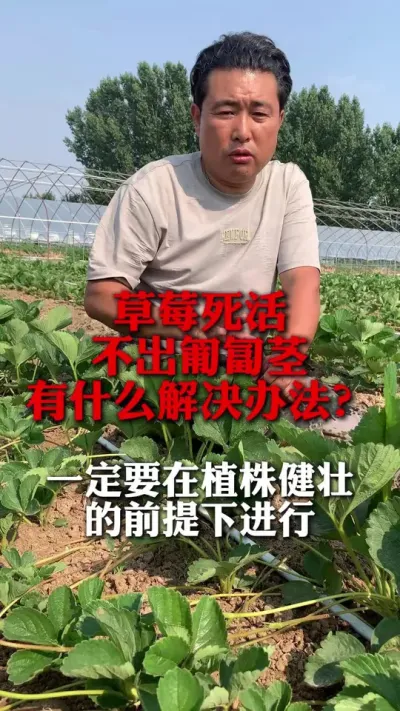 草莓死活不出匍匐茎有什么解决办法？#草莓管理 #草莓种植 #草莓种植技术 #新农人计划 #分享农业知识帮农民增产增收
