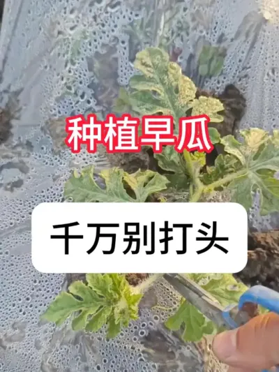 西瓜种植 早春瓜怎么做卖价更高？早春瓜管理要点#抖音助农 #西瓜 #种植小技巧 #新农人计划#真赞农业