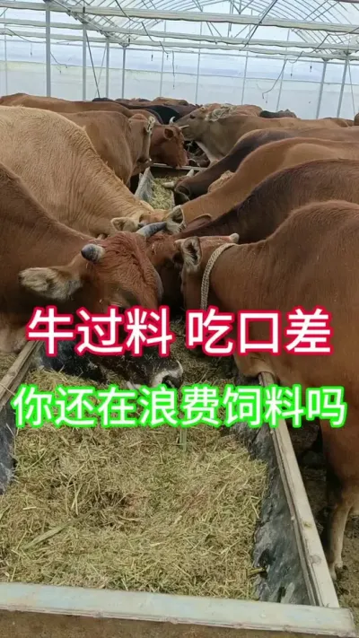牛过料吃口差一招轻松搞定#养牛 #养牛人 #养牛技术 #三农