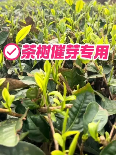 茶树催芽专用，无激素无农残，让你的茶树芽头早发多发，芽头粗壮饱满#茶树 #茶树管理技术与指导 #春茶采摘 #采茶