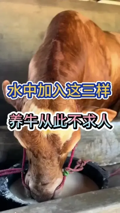 水中加入这三样，养牛从此不求人#养牛 #养牛技术 #养殖 #三农 #农村养牛
