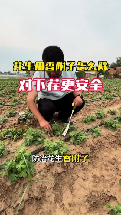 花生田香附子莎草地地林怎么除，对下一茬作物更安全#花生种植#花生管理#花生高产#花生高产管理#毛国富大田高产管理