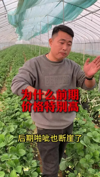 为啥前期价格高，后期低#草莓 #草莓种植 #草莓价格 #草莓熟了