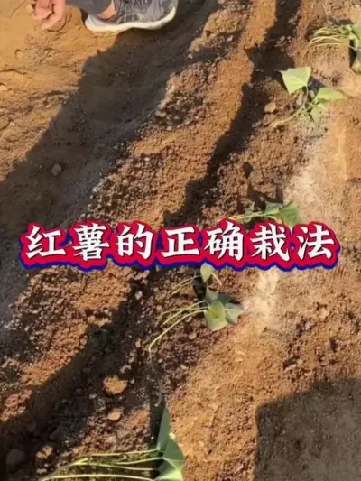 红薯的正确载法#红薯高产种植  #红薯高产  #红薯种植 #红薯种植管理