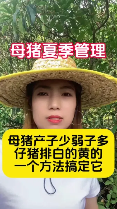 #养猪 #养母猪#养猪小妙招 #夏季养母猪