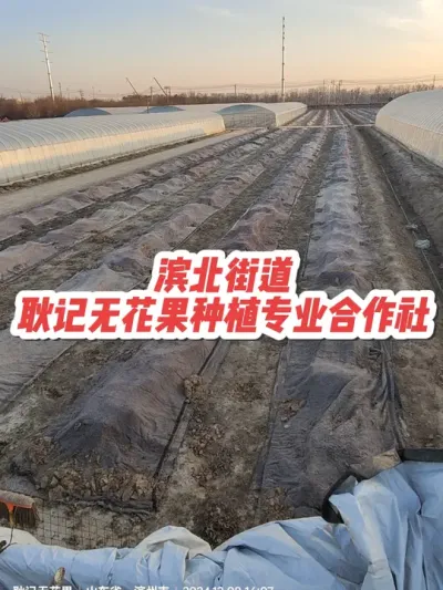 啥也不说了，种好无花果吧✊💰🍗
