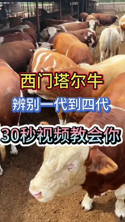 西门塔尔牛，如何辨别一代到四代，30秒视频教会你#养牛 #养牛人 #三农 #养牛技术