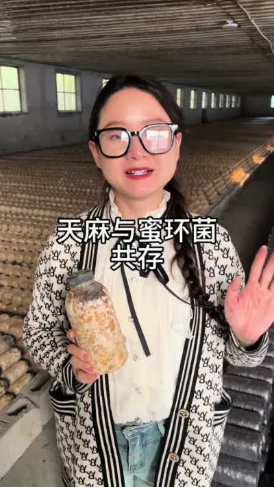 天麻与蜜环菌共存 #天麻种植#农业技术推广 #记录我的种植生活 @抖音小助手