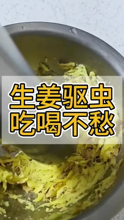 生姜喂牛，吃喝不愁#养牛 #养牛人 #养牛技术 #农村养牛 #三农