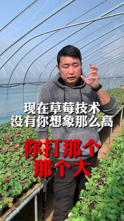 现在的草莓技术还没你想象的那么大#草莓种植 #草莓 #三农种植 #农业技术推广 #分享农业知识帮农民增产增收