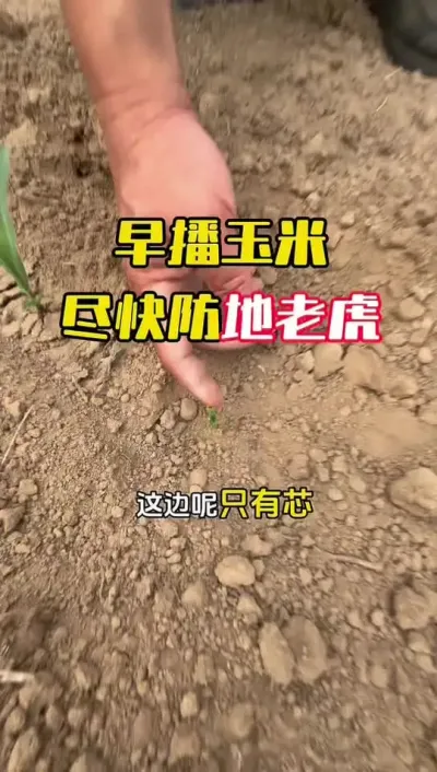 毛国富玉米超吨种管技术#大田作物高产种植#玉米高产种植#玉米高产研究院毛国富