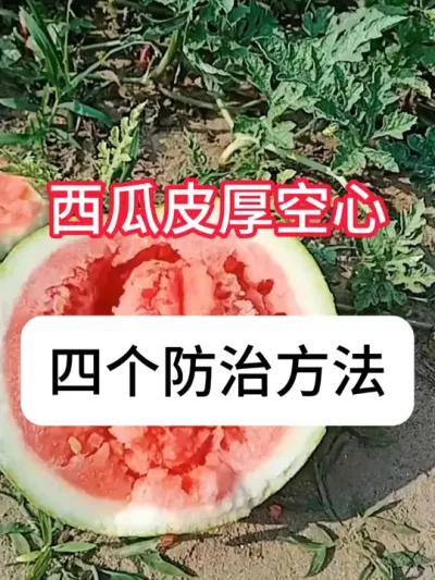 西瓜种植 怎么防西瓜皮厚空心？4点避免西瓜皮厚空心#农业种植 #新农人计划 #种植小技巧 #西瓜 #真赞农业