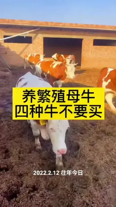 #农村养牛 #西门塔尔 #养牛人 #西门塔尔繁殖母牛 #助力三农
