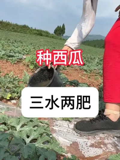 西瓜三水两肥是什么？西瓜水肥管理 #农业种植 #抖音助农 #西瓜 #种植小技巧 #真赞农业