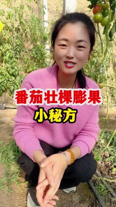 番茄壮棵膨果有妙招 #西红柿种植 #西红柿种植技术