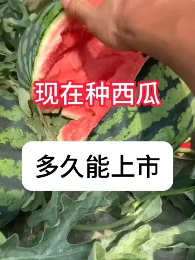 西瓜种植 现在种西瓜多久能上市？积温800~1000度就可以采摘#农业种植 #种植小技巧 #西瓜种植 #西瓜 #真赞农业