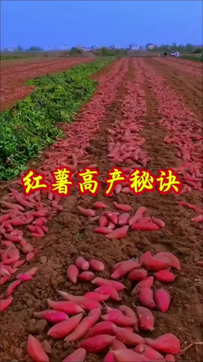 红薯高产秘诀#红薯种植 #红薯高产种植 #红薯大丰收 #红薯种植技巧 #如何种植红薯