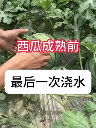 西瓜最后一次浇水最佳时间 #西瓜种植 #三农 #增产增收 #种植小技巧 #抖音助农