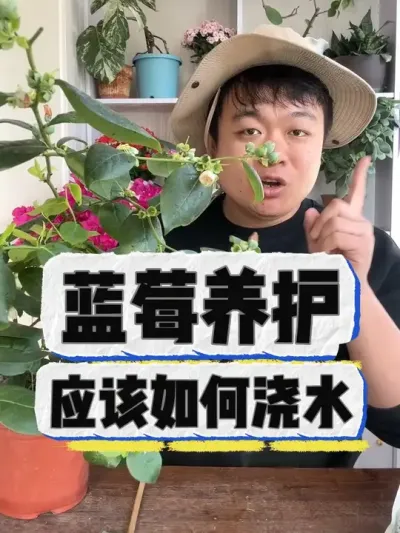 蓝莓养护，应该如何浇水 #养花 #养花小知识 #花卉 #花卉绿植 #盆栽