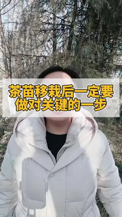 茶苗移栽后一定要做对关键的一步#茶树 #茶树种植 #茶树管理技术与指导