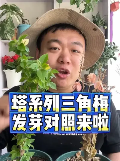 塔系列的三角梅，一个发芽一个干枯。 #花卉绿植 #养花 #养花小知识 #花卉 #盆栽