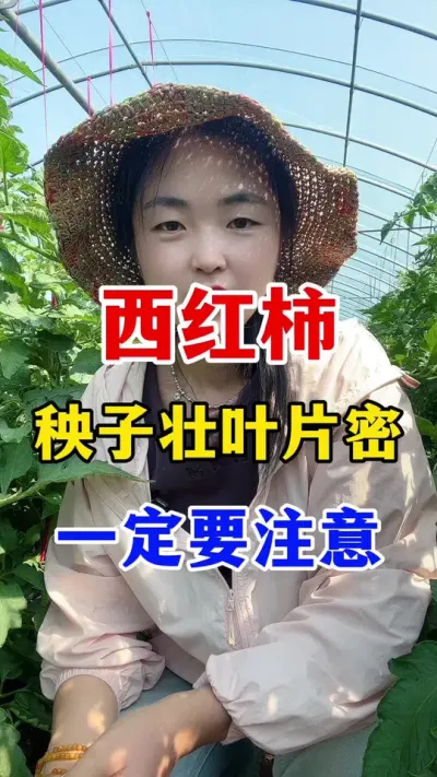西红柿秧子壮叶片密一定要注意 #西红柿种植#西红柿种植技术