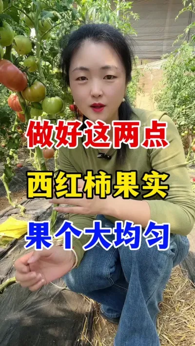 做好这两点，西红柿果实从下到上大小均匀一致#西红柿种植 #西红柿种植技术