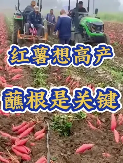 红薯想高产蘸根是关键#红薯种植 #红薯蘸根 #红薯高产种植 #红薯种植知识