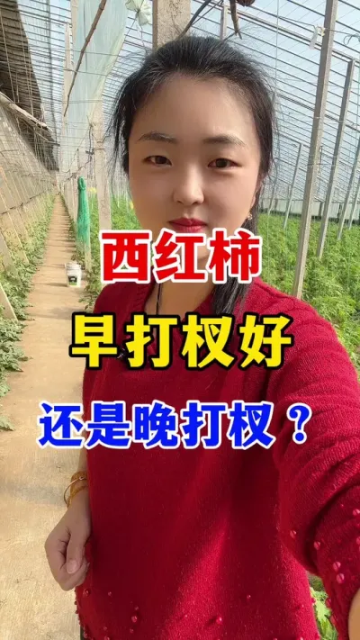 西红柿早打杈好还是晚打好呢 #西红柿种植 #西红柿种植技术