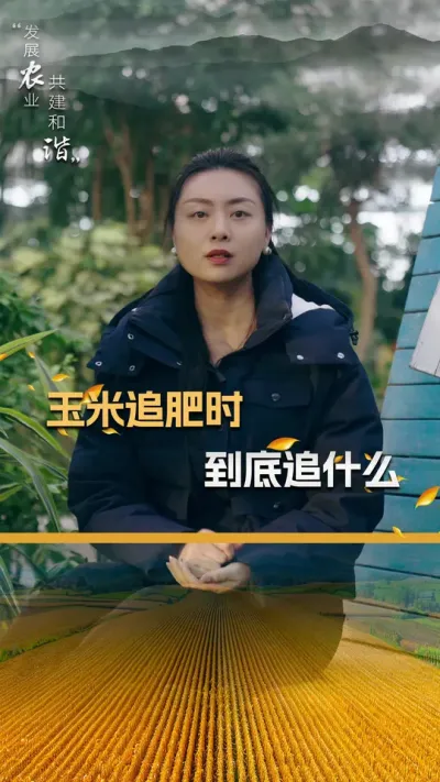 玉米追肥时到底追什么#玉米种植 #玉米种植技术 #玉米种子 #三农 #抖音新农人
