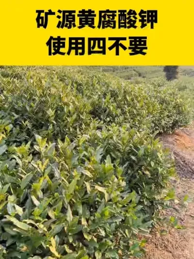 矿源黄腐酸钾使用四不要#茶树 #茶树种植 #茶树种植技术与管理