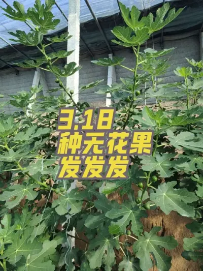 暖棚种植无花果不一定非得冬天成熟，其实春天和初夏才是品质和价格以及产量都很理想的时期😍😘#耿记无花果种植专业合作社 #无花果杯苗 #暖棚无花果