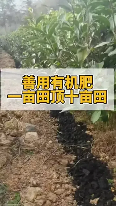 善用有机肥一亩顶十亩#茶树 #茶树管理技术与指导 #茶农茶事 #茶树种植