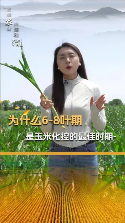 为什么6-8叶期是玉米化控的最佳时期#玉米种植#玉米种植技术#玉米种子#三农#抖音新农人