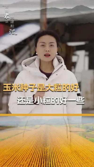 玉米种子是大粒的好还是小粒的好一些#玉米种植 #玉米种植技术 #玉米种子 #三农 #抖音新农人