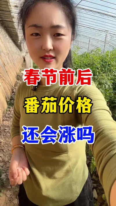 今年春节前后番茄价格还能上涨吗 #番茄种植 #番茄种植技术