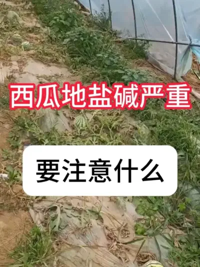 盐碱地能不能种瓜？盐碱地怎么调理 #三农 #西瓜种植 #病虫害防治 #农业种植 #抖音助农