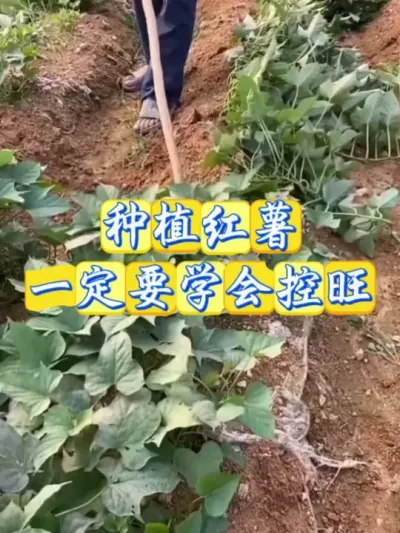 种植红薯一定要学会控旺#红薯高产种植  #红薯高产  #红薯种植 #红薯种植管理