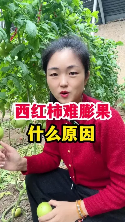 西红柿难膨果到底什么原因？ #西红柿种植 #西红柿种植技术