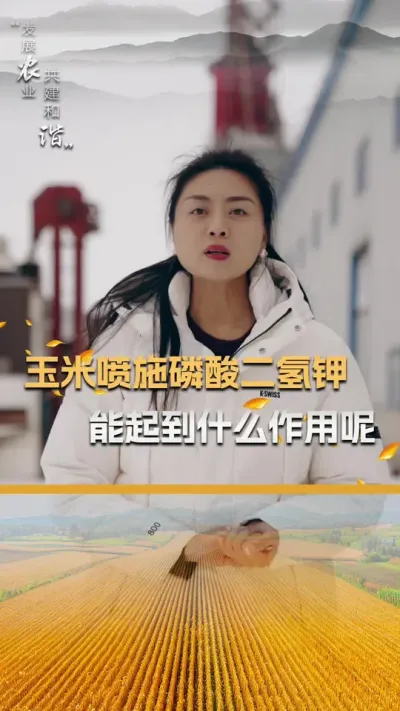玉米喷施磷酸二氢钾，能起到什么作用呢？#玉米种植 #玉米种植技术 #玉米种子 #三农 #抖音新农人