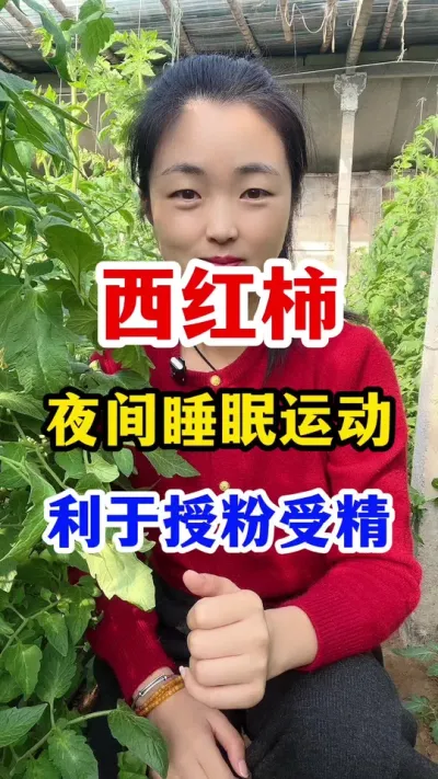西红柿夜间也要休息是怎么回事呢？ #西红柿种植 #西红柿种植技术