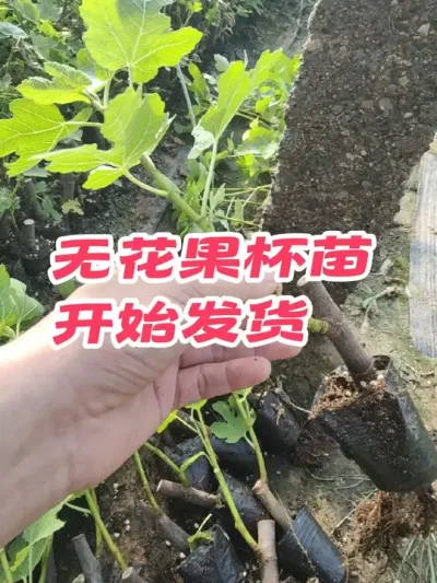 炼苗阶段完成，茁壮的苗子才能保证成活率以及后期长势#耿记无花果种植专业合作社 #无花果树苗