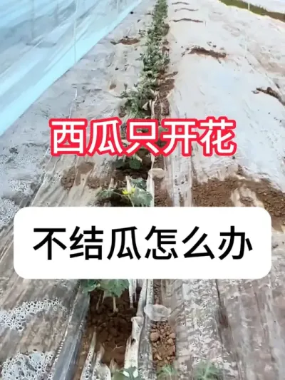 西瓜只开花不结瓜怎么办？ #农业种植 #抖音助农 #西瓜种植 #新农人计划 #真赞农业