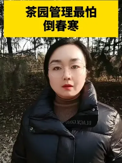 茶园管理最怕倒春寒#茶树  #茶树种植 #茶树种植技术与管理